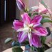 秋を感じるフロントのお花