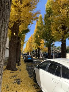 イチョウ並木の紅葉(*^^)