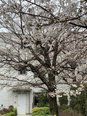 桜♪②