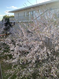 窓からの桜♪⑤