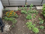 綺麗な花が咲き始めました。