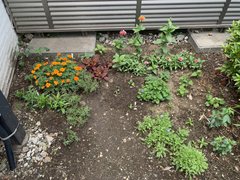 綺麗な花が咲き始めました。