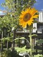ひまわりが咲きました♪