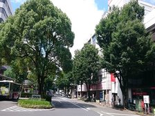 中杉通りケヤキ並木