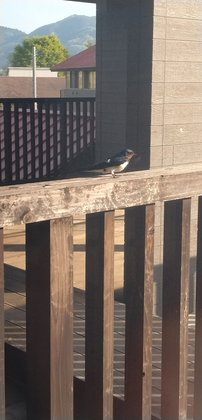 しあわせの森