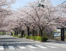 施設入り口手前には『桜新道』と呼ばれる桜のトンネルがあります