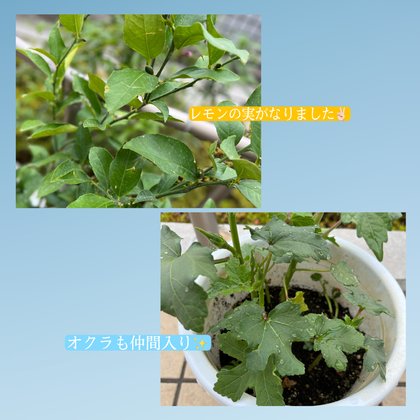 スイートガーデン枚方津田