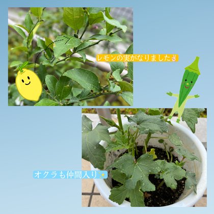 スイートガーデン枚方津田