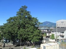西側の居室からの風景