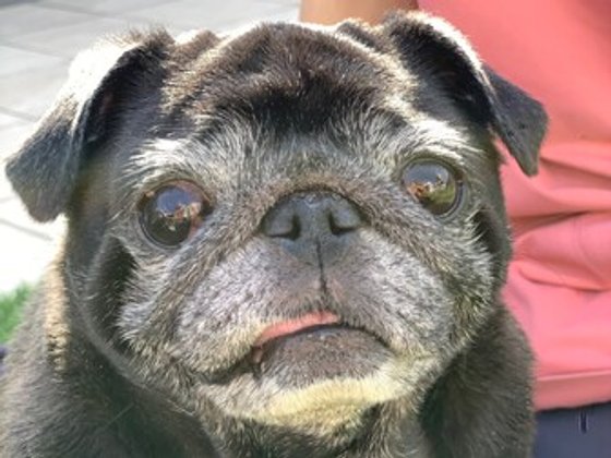 ペット共生型有料老人ホーム ペピイ・ハッピープレイスTAMATSUKURI