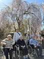 桜鑑賞ドライブ