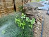 坪庭の紹介です🌿