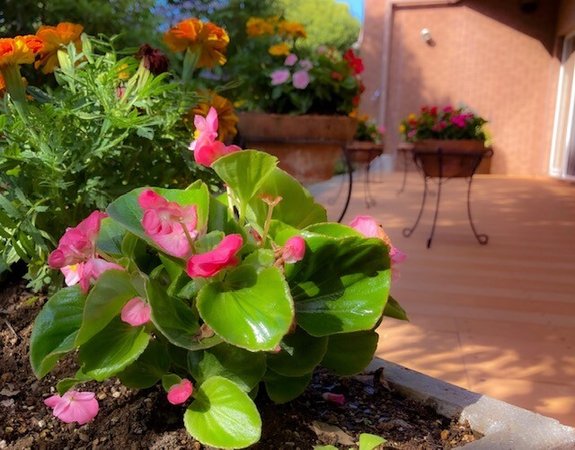 ガーデンの花 すいとぴー本牧三溪園 横浜市中区 Lifull介護 旧home S介護