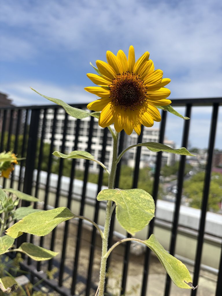 向日葵🌻｜すいとぴー本牧三溪園(横浜市中区)｜LIFULL 介護(ライフル介護)