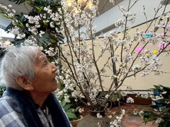 室内でお花見!見事な桜が館内を彩りました🌸✨