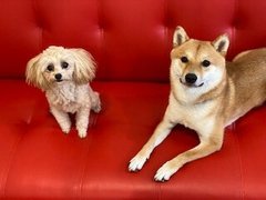 仲良しフクくんとミルちゃん