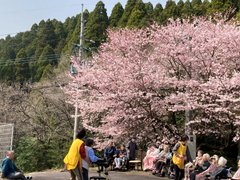 東屋で味わう春のひととき