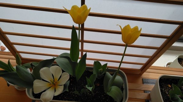 スミレの花のチューリップ 医療法人社団清心会 サービス付き高齢者向け住宅 スミレの花 神奈川県藤沢市 Lifull介護 旧home S介護