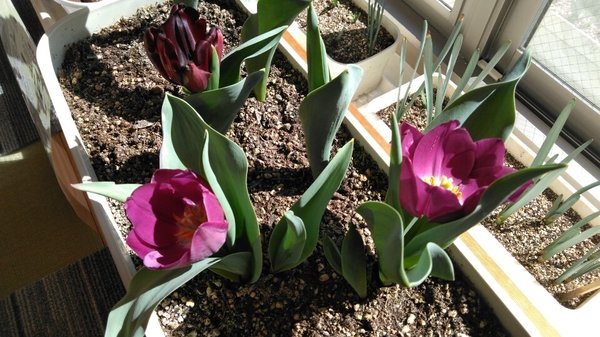 チューリップ スミレの花 神奈川県藤沢市 Lifull 介護