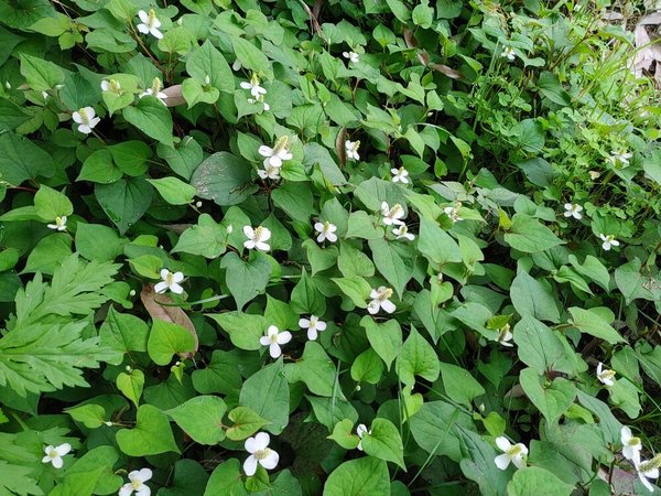 道端のお花 スミレの花 神奈川県藤沢市 Lifull 介護 道端のお花 スミレの花 神奈川県藤沢市 Lifull 介護