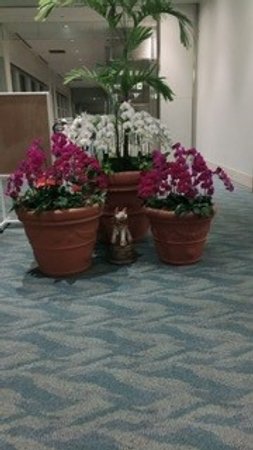南国の花 スミレの花 神奈川県藤沢市 Lifull 介護