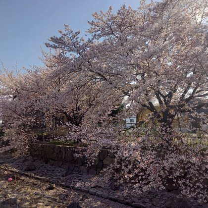 はな