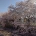 はな