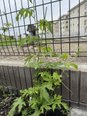 ゴーヤ成長中