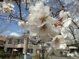 さくらが見ごろです