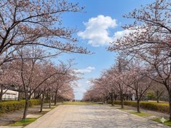 さくらを愛でながらお散歩はいかがでしょう