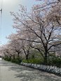 桜並木が近くにあります。