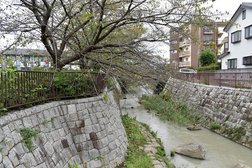 鴨が泳ぐ川沿いの桜並木が魅力