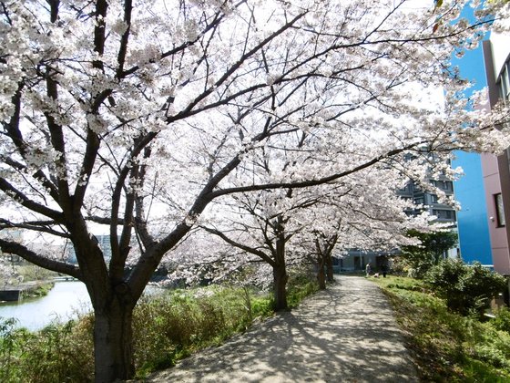 青洲の華 はこざき館