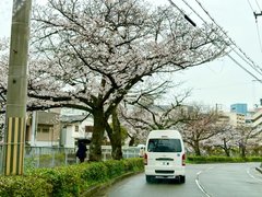 雨の日でも楽しめるお花見|神戸・宇治川と生田川の桜ドライブ🚙🌸