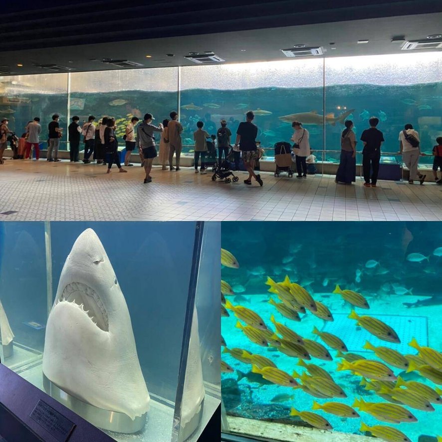 リニューアル前のスマスイへ!全国的に有名な「波の大水槽