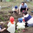 保育園児たちと一緒にお芋ほり