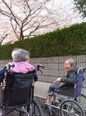 🌸お花見散歩🌸