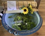 癒し担当【見習い】からメダカ鉢担当になりました!