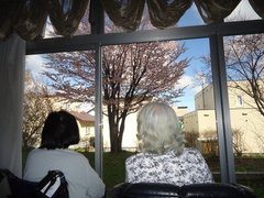 桜の季節になりましたね