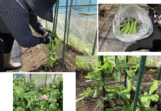 フルールハピネスとまこまい