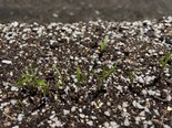 🥕にんじんの芽が発芽!モエズファームの活動から〜