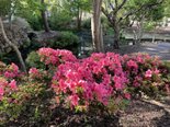 自慢のお庭シリーズ!ツツジのお花をご覧ください