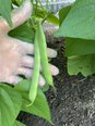 インゲン豆がふっくら!!ご利用者様と喜んだ成長記録2