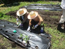 畑で作物を育てて、いただきます!