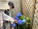 紫陽花✿