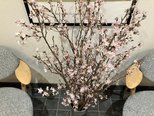 今年も桜を購入