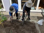 今年も秋大根を植えました