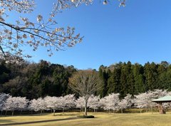 『早朝お花見シャトル』2025.4.5