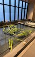 菖蒲湯
