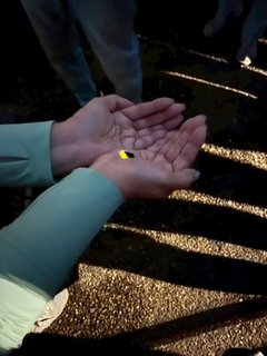 蛍観賞ナイトツアー